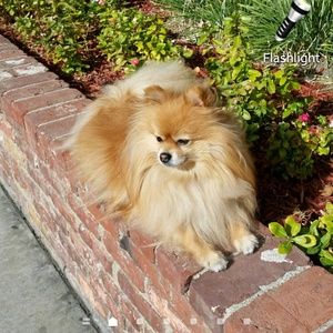 Meet your Posher, Irma